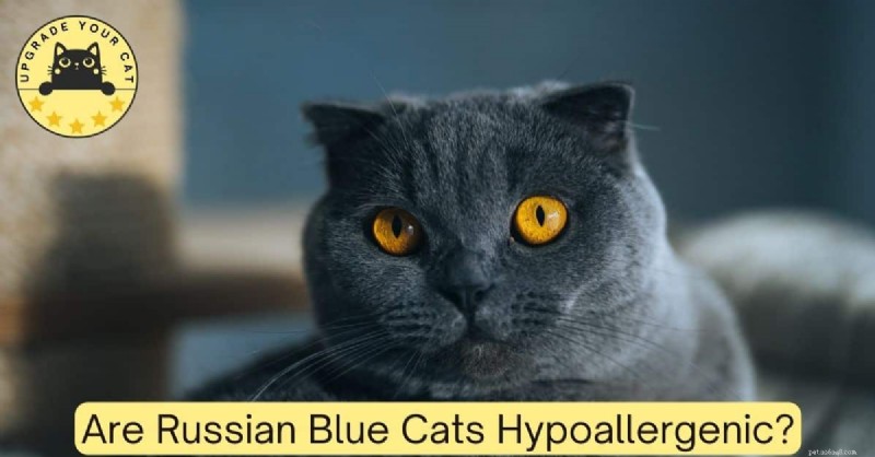 Are Russian Blue Cats Hypoallergenic? Expert Insights and Allergy Management Tips