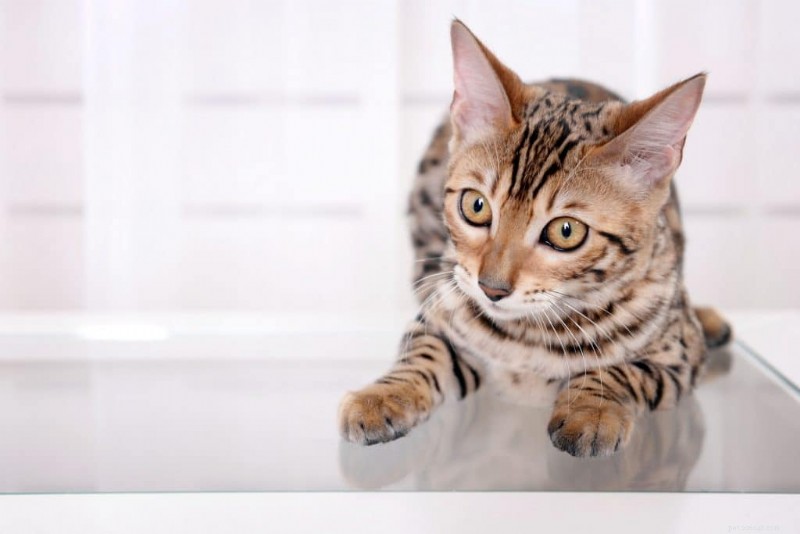 Are Bengal Cats Truly Hypoallergenic? A Comprehensive Review