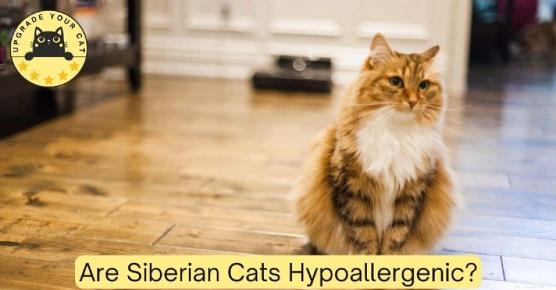 Siberian Cats: Are They Truly Hypoallergenic? Find Out the Truth