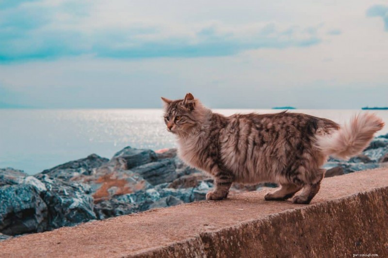 Siberian Cats: Are They Truly Hypoallergenic? Find Out the Truth
