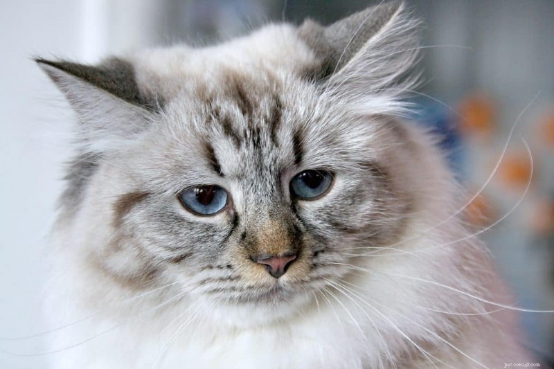 Siberian Cats: Are They Truly Hypoallergenic? Find Out the Truth