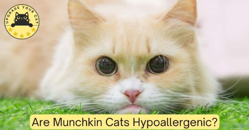 Are Munchkin Cats Truly Hypoallergenic? Scientific Insights and Allergy-Friendly Alternatives