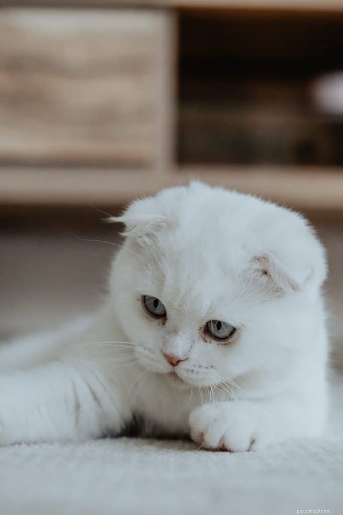 Are Munchkin Cats Truly Hypoallergenic? Scientific Insights and Allergy-Friendly Alternatives