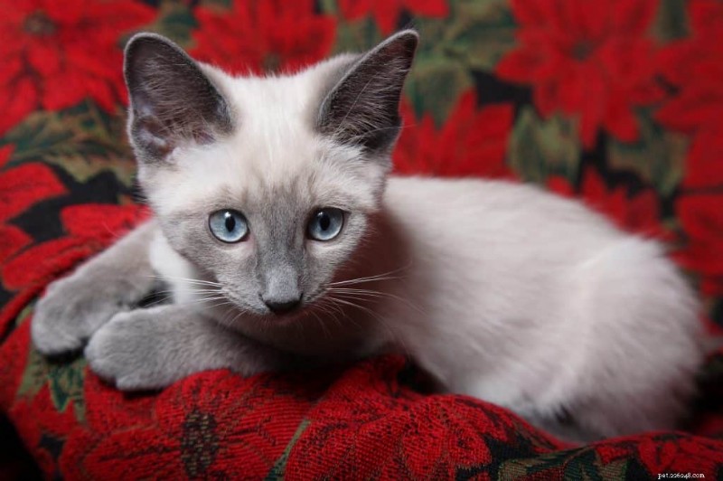 Are Siamese Cats Truly Hypoallergenic? What Science Says
