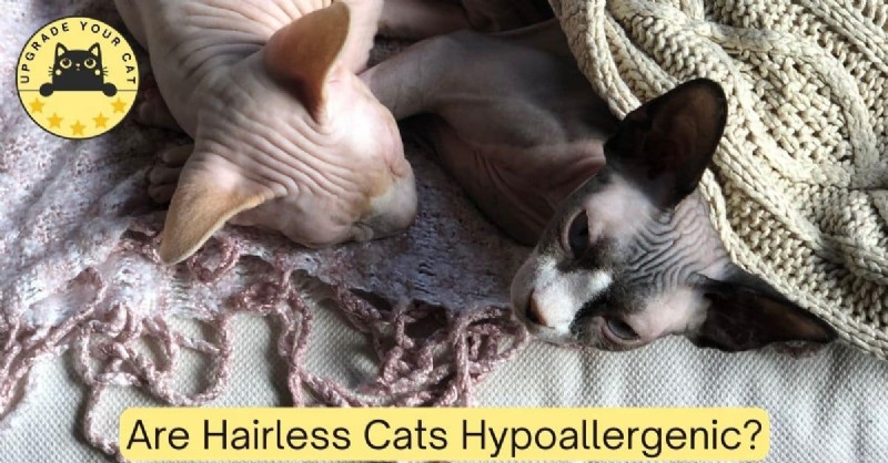 Do Hairless Cats Truly Reduce Allergies? What You Need to Know