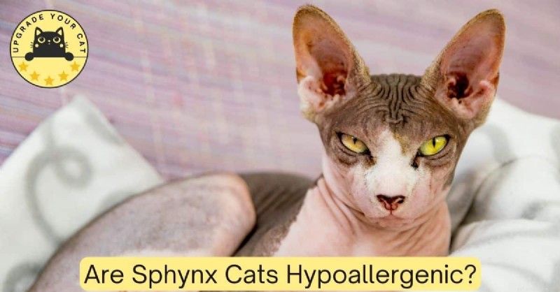Are Sphynx Cats Truly Hypoallergenic? A Scientific Review