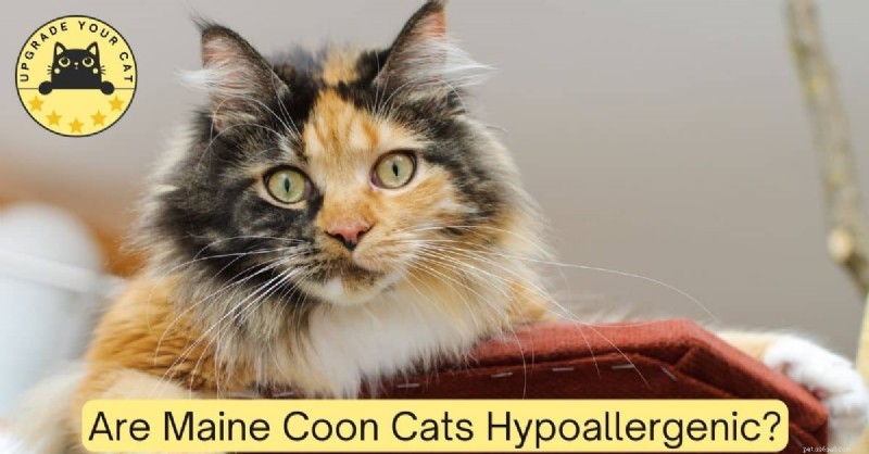 Maine Coon Cats and Allergies: Are They Hypoallergenic?
