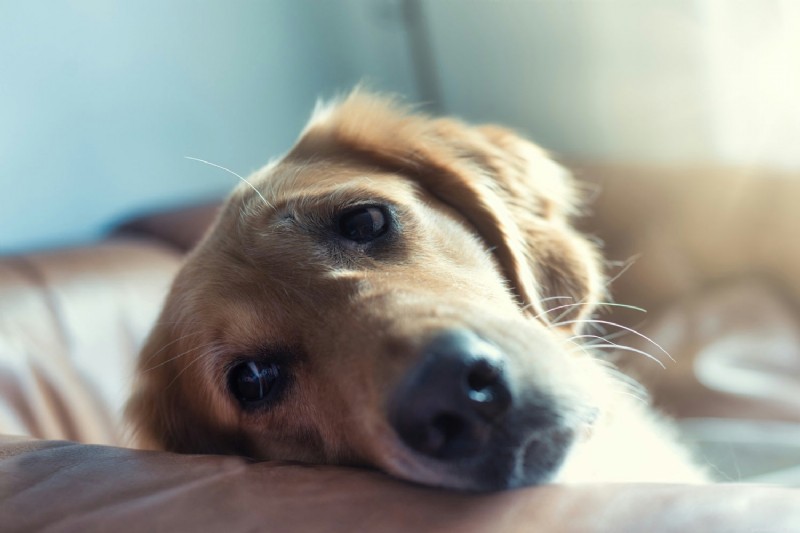 Top Dog Digestive Supplement: Natural Relief for Bloat, Gas, and Loose Stools