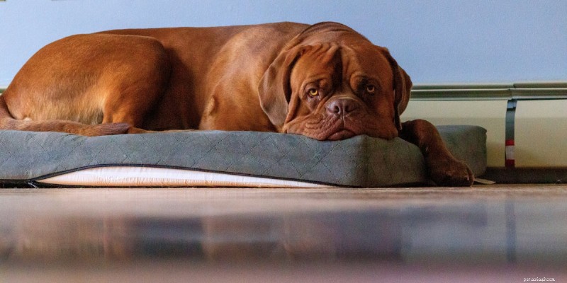 Dog Joint Health 101: Causes, Warning Signs, and Natural Supplements for Long‑Term Mobility