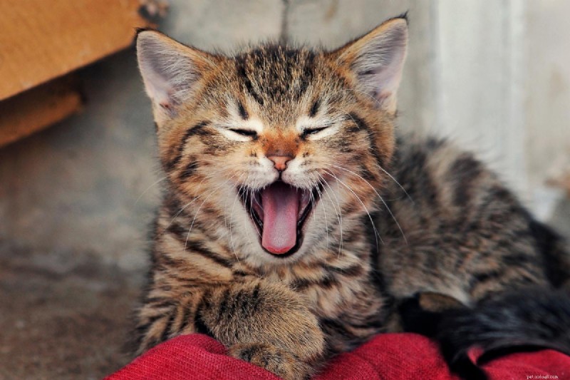 How Long Can You Safely Leave Your Cat Alone? Expert Advice for New and Experienced Owners