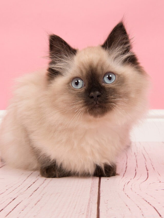 How Long Can You Safely Leave Your Cat Alone? Expert Advice for New and Experienced Owners
