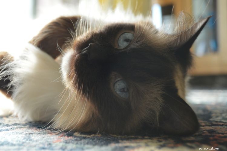 Why Cats Seem to Ignore You – The Science Behind Their Playful Moods