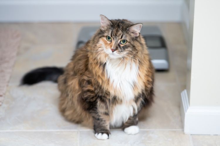 Why Cats Seem to Ignore You – The Science Behind Their Playful Moods