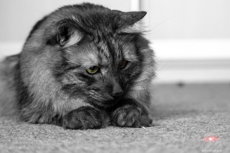 Why Cats Seem to Ignore You – The Science Behind Their Playful Moods