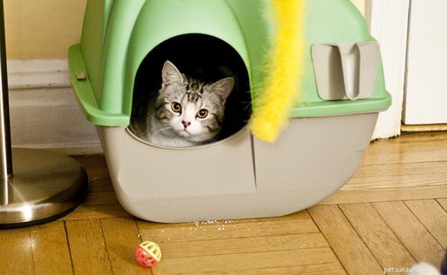 17 Essential Ways to Protect Your Cat from Harm