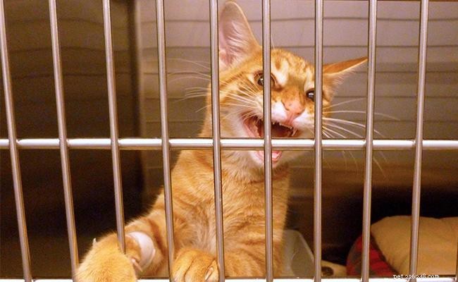 17 Essential Ways to Protect Your Cat from Harm