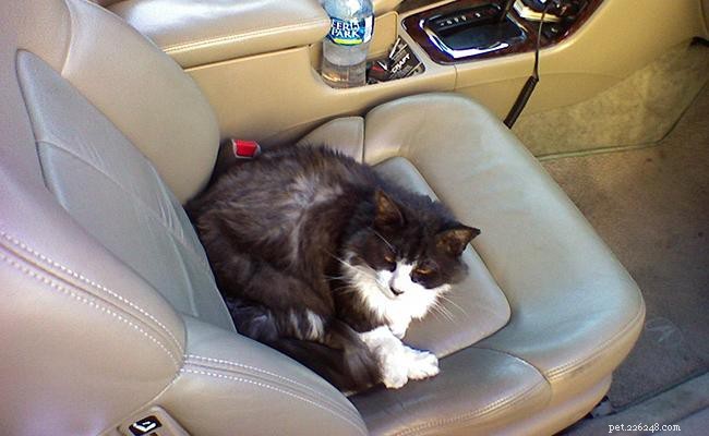 17 Essential Ways to Protect Your Cat from Harm