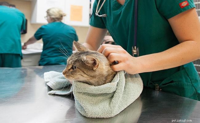 17 Essential Ways to Protect Your Cat from Harm