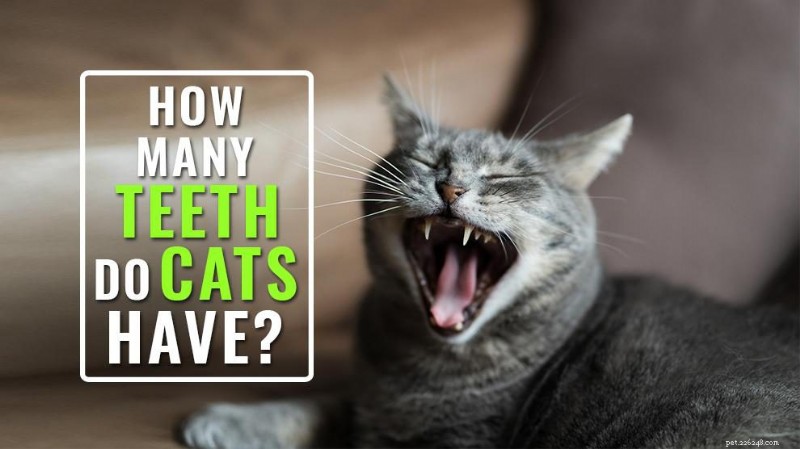 What Are a Cat’s Teeth? 10 Key Facts About Cat Dental Health