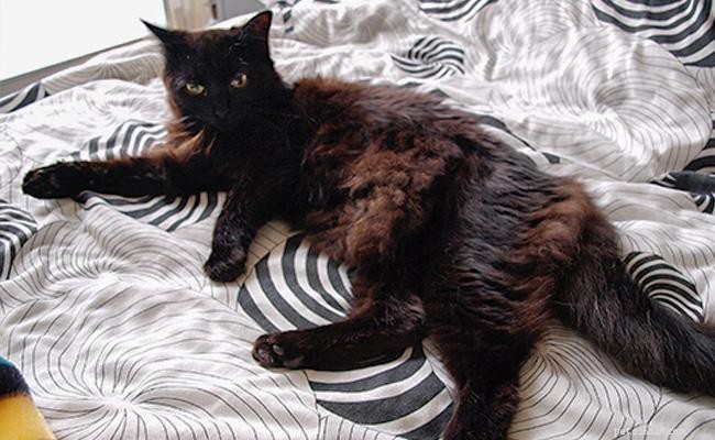 Expert Guide to Managing Cat Shedding: Prevention, Care, and Tools