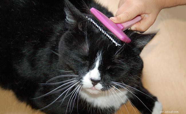 Expert Guide to Managing Cat Shedding: Prevention, Care, and Tools
