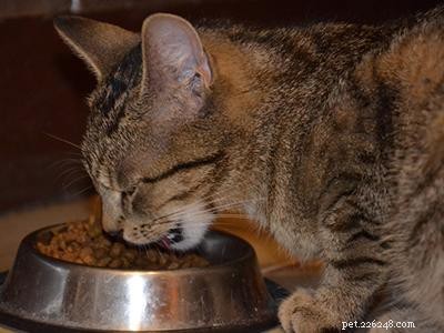 Expert Guide to Managing Cat Shedding: Prevention, Care, and Tools