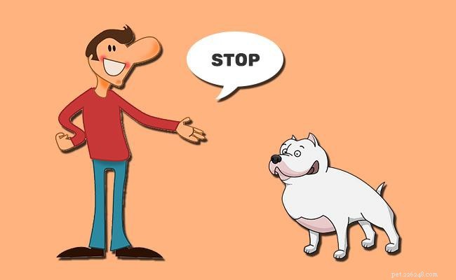 Master Your Dog: Key Commands & Proven Training Tips