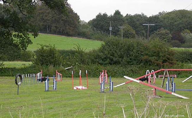 Dog Agility Training: The Key Benefits for Your Canine Companion