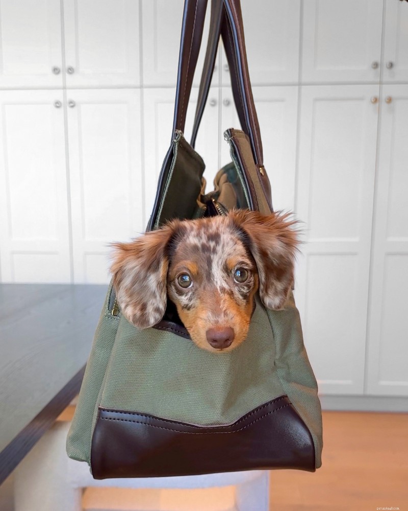 The Ultimate Small‑Dog Tote Carrier: Expert Guide & Top Pick