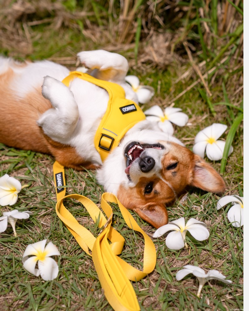 Escape‑Proof Harness for Small Dogs: Expert Guide & Top Recommendation