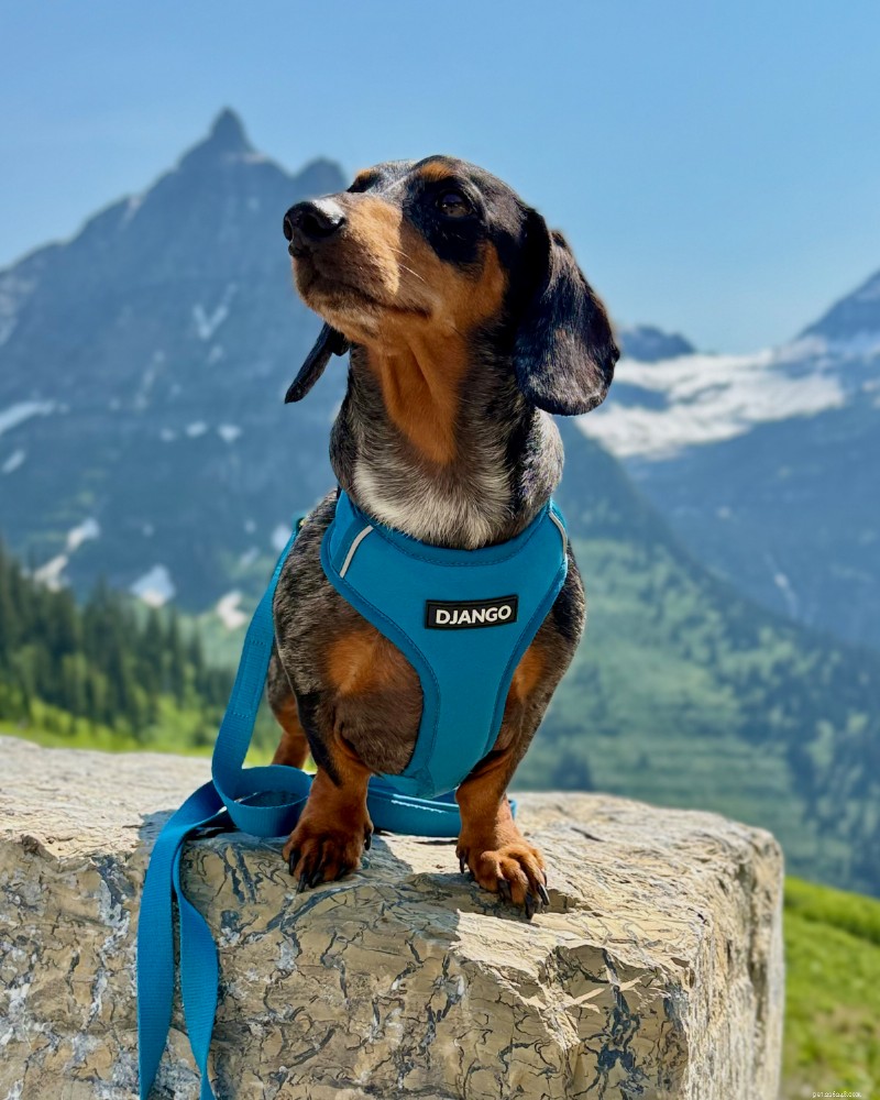 Escape‑Proof Harness for Small Dogs: Expert Guide & Top Recommendation