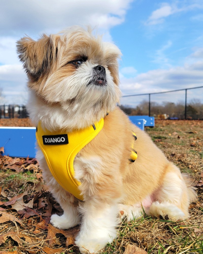 2026 Guide to the Best Small‑Dog Harnesses: Features, Fit, and Top Recommendation