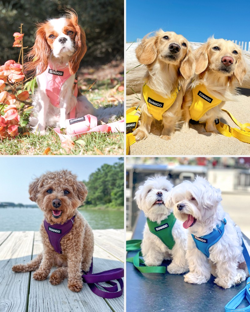 2026 Guide to the Best Small‑Dog Harnesses: Features, Fit, and Top Recommendation
