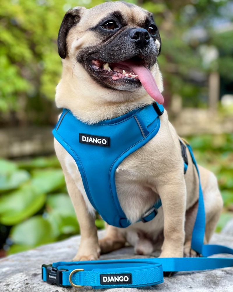 2026 Guide to the Best Small‑Dog Harnesses: Features, Fit, and Top Recommendation