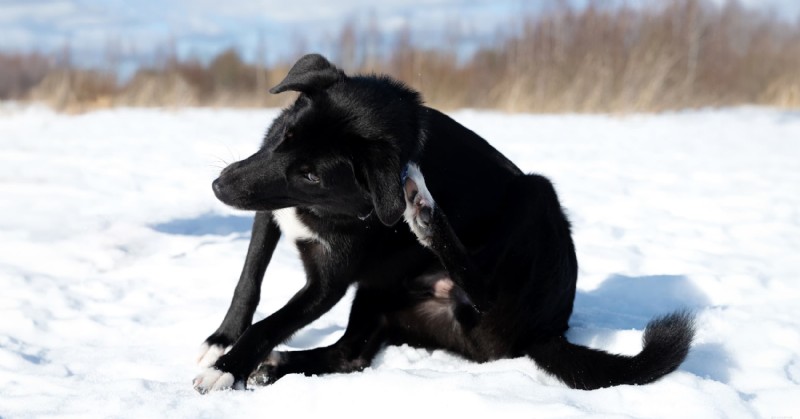 Diamond Pet Foods: Expert Guide to Winter Care for Dogs