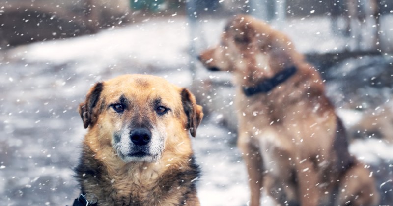 Diamond Pet Foods: Expert Guide to Winter Care for Dogs