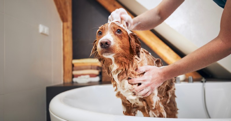 Diamond Pet Foods: Expert Guide to Winter Care for Dogs