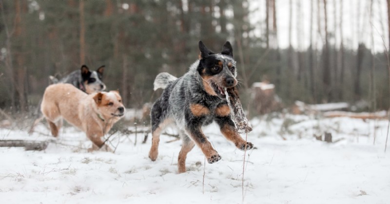 Diamond Pet Foods: Expert Guide to Winter Care for Dogs