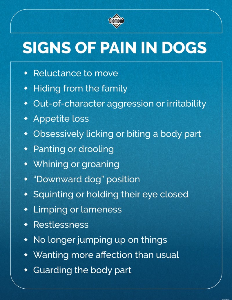 Recognizing Pain in Your Dog: Signs, Causes, and Care