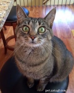 Brookfield Dog Walking: Understanding the Unique ‘Dog Cat’ Phenomenon