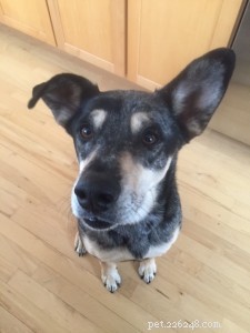 Three Expert Tips for Giving Oral Medications to Pets