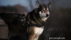 What Is the Best Collar or Harness for My Dog? Expert Guide for Milwaukee, Racine, and Kenosha County Owners