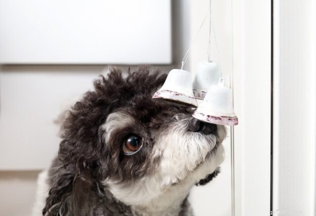 Teach Your Dog to Use a Bell for Potty Breaks: A Proven 5‑Step Training Method