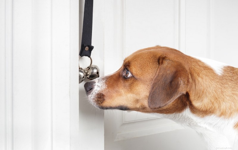 Teach Your Dog to Use a Bell for Potty Breaks: A Proven 5‑Step Training Method