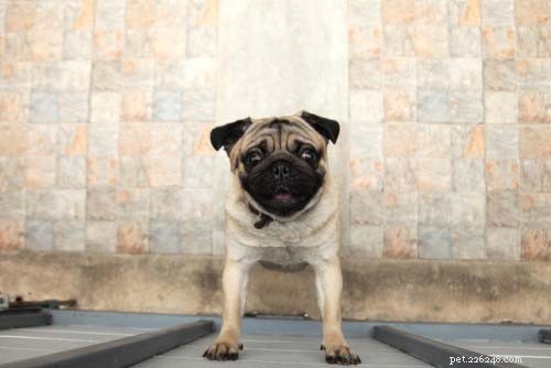 Teach Your Dog to Use a Bell for Potty Breaks: A Proven 5‑Step Training Method