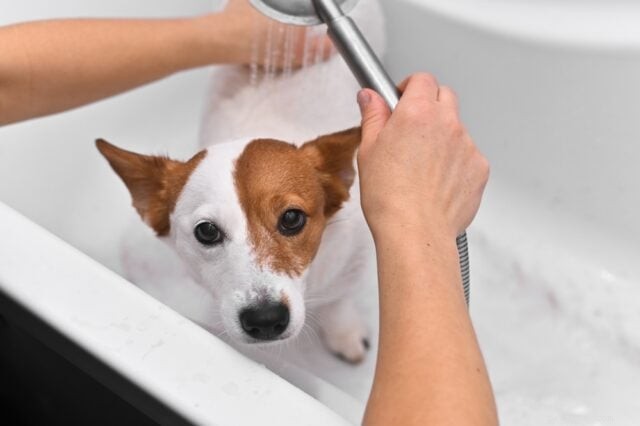 Expert Guide: 8 Proven Tips for Bathing Dogs That Fear Water