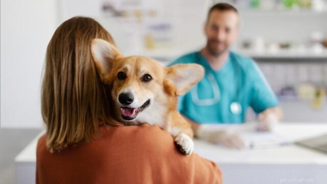 Vet Visit Frequency for Dogs: Expert Guidelines by Age, Health, and Lifestyle