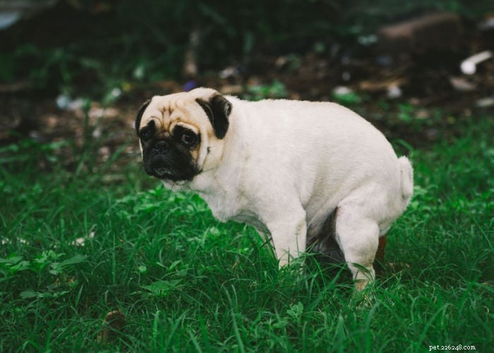 Foamy Dog Poop: What It Means for Your Pet s Health