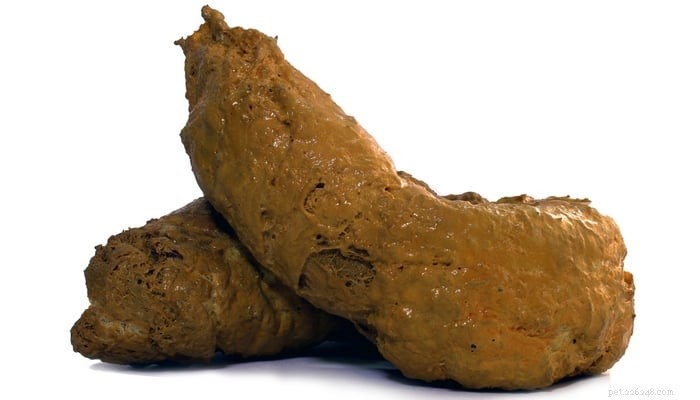 Foamy Dog Poop: What It Means for Your Pet s Health