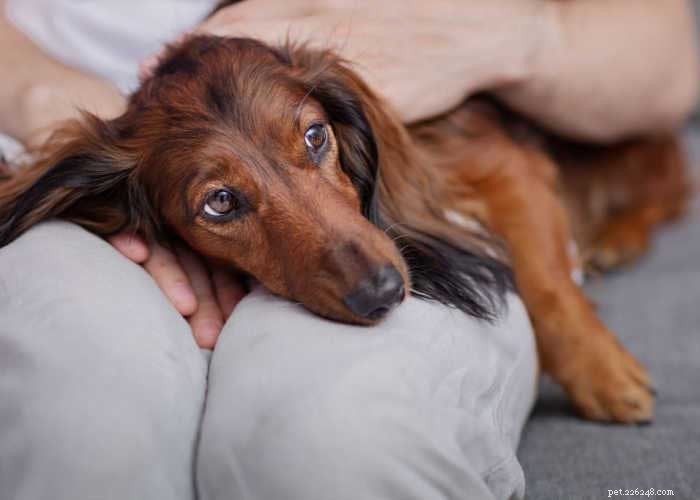 Cerebellar Hypoplasia in Dogs: Causes, Symptoms, Diagnosis, and Care